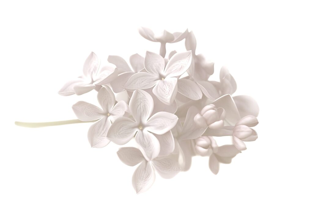 ライラックの花のイメージ写真（チャコールグレイ）