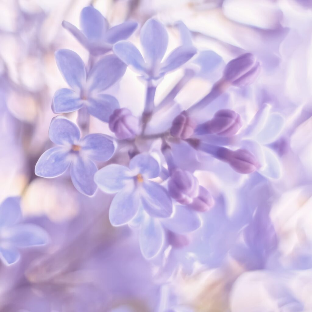 Beautiful delicate spring border of lilac flowers. Selective soft focus. - 植物園前ライラック皮膚科|札幌市桑園の女医が院長を務めるクリニック イメージ写真_ライラック